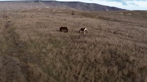 Top view of two horses on pasture Stock Footage 84555158