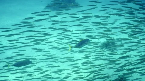 Top view of two Jack fish swims over shoal of Barracudas, Slow motion. Stock Footage 243441719