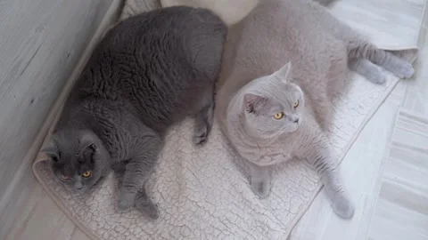 Top view, Two large grey British cats lie together on tiled floor of the balcony Stock Footage 314227384