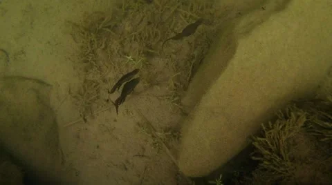Top view of two males chasing a female newt Stock Footage 40699124