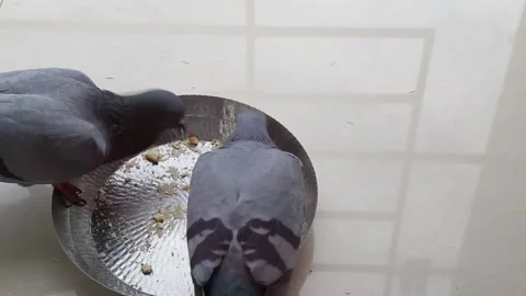 Top view of two pigeons eating grains from the steel bowl Stock Footage 135411135