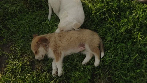 Top view of two puppies laying down on the grass at an outdoor garden. Little Video stock 249596264