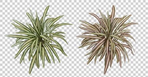 Top View of Two Spider Plants in Green and Red Color Variations Stock Photos