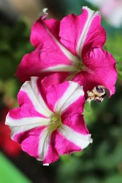 Top View of Two Striped Pink and White Petunia Flowers in Garden Stock Photos