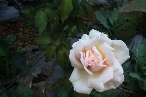 Top view of a two tone rose blooming with copyspace Stock Photos