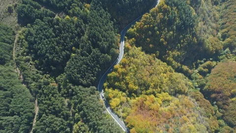 Top view of two transportation vans, trucks driving along forest road at sunny Stock Footage 119313695