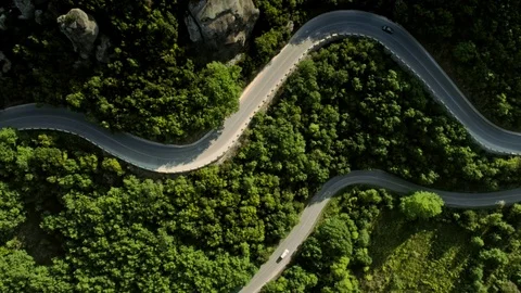 Top view two winding asphalt road in the middle of amazing green dense forest Stock Footage 97669147