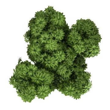 Top view of umbrella tree isolated on white background Stock Illustration