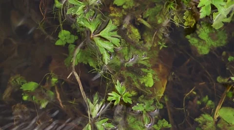 Top view of underwater river's plants Stock Footage 56030778