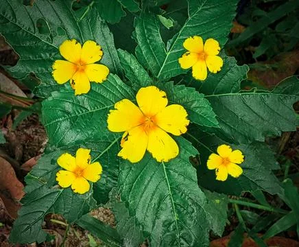 Top view unique five yellow flowers with green leaf. Stock Photos