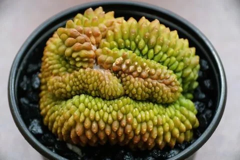 The top view of the unique pattern and varied colors of the Gymnocalycium m.. 스톡 사진