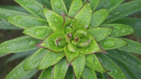 A top view of unopened lily buds with fresh raindrops on shiny green leaves Stock Footage 339266003
