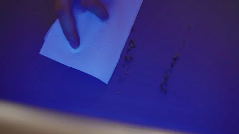 Top view of unrecognizable person cleaning dead insects and bugs from Stock Footage 321400792