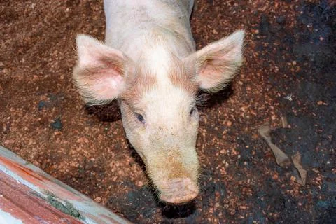Top view of the upper half of a pig in a traditional pigpen. Stock Photos