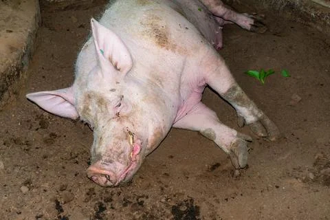 Top view of the upper half of a pig lying down. Stock Photos