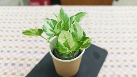 Top view of variegated pothos. Stock Footage 339338623