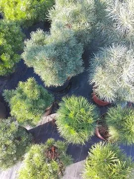 Top view of various decorative dwarf pine tree cultivars in pots at garden ce 写真素材