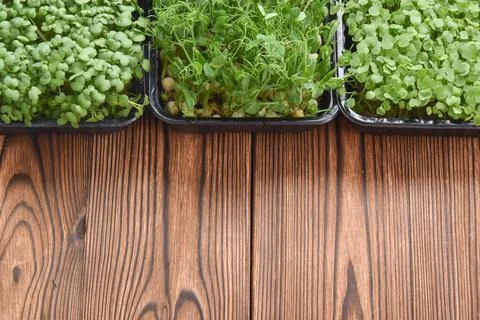 Top view of various micro-greenery on a wooden table Stock Photos