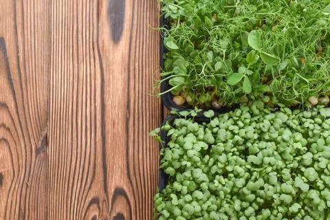 Top view of various micro-greenery on a wooden table. Copy spase. Foto stock
