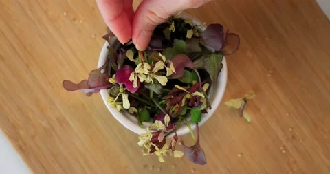 Top view of various microgreens in a bowl, hand placing a microgreen in bowl. Stock Footage 152589075
