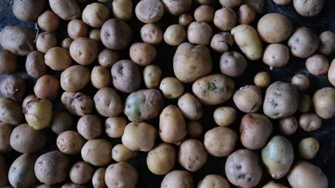 Top view of various organic potatoes scattered on a dark surface 스톡 동영상 331449998