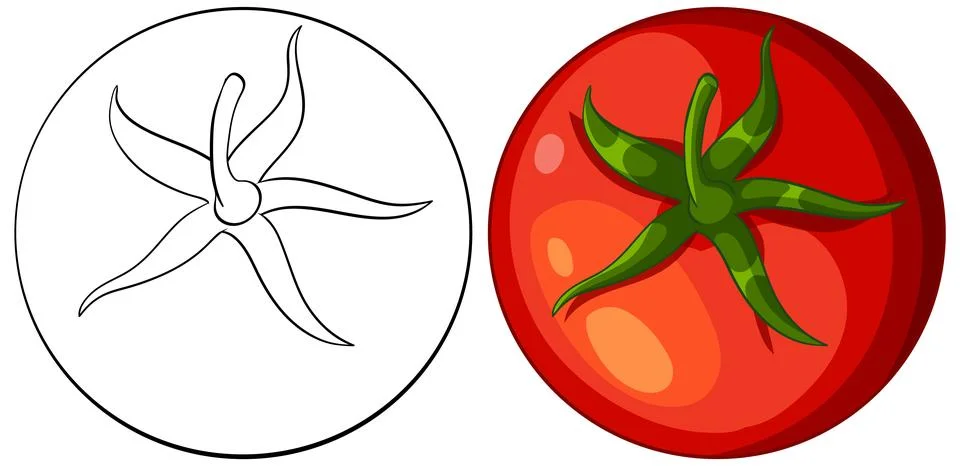 Top View Vector Illustration of Red Tomato and Line Art Outline Stock Illustration