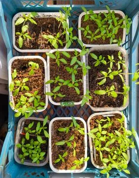 Top view vegetable seedlings in blue crate Stock Photos