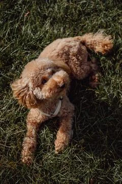 Top view vertical portrait of cute apricot toy poodle Stock Photos