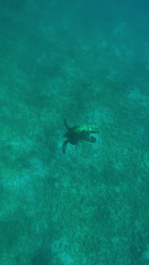 Top view of very old male Sea Turtle with twisted shell swim down to seagrass Stock-Footage 344981053