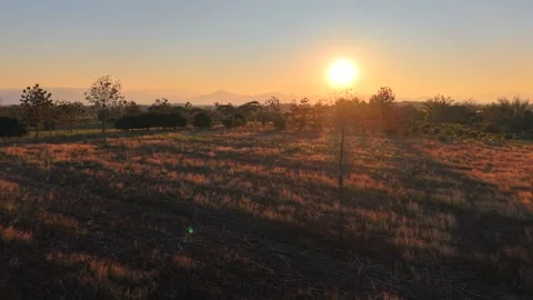 Top View of Vibrant Green Crops and Farmland at Sunset Stock Footage 326176334