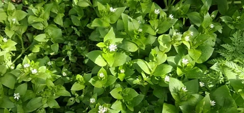 Top View of Vibrant Green Grass and Small White Wildflowers in Sunlight 動画素材 332681363