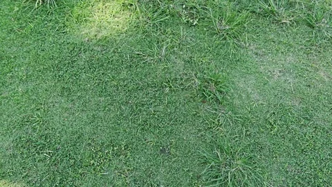 Top View of Vibrant Green Grass Lawn Texture with Natural Sunlight Stock Footage 334328631