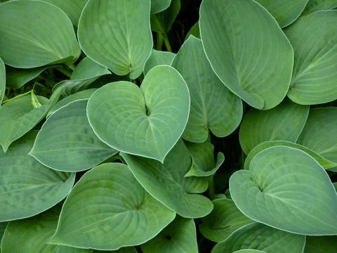 Top view of vibrant green hosta leaves creating a natural textured background Stock Photos
