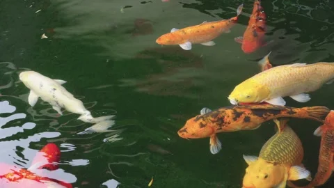 Top view of vibrant koi carp fish swimming in a dark garden pond. Various c.. 库存影片 341176762