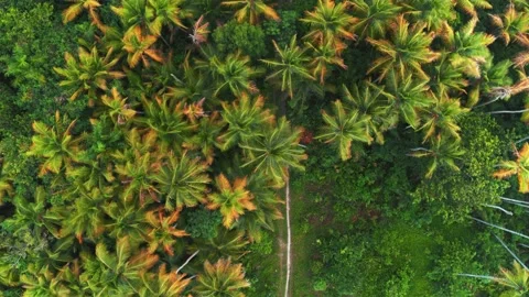 Top view of vibrant rainforest trees and healthy environment concept. Stock Footage 236575491