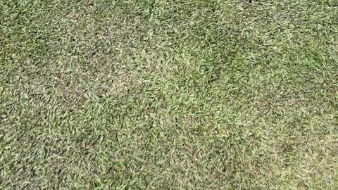 Top view video of dried grass with light brown green tones Stock Footage 318711676
