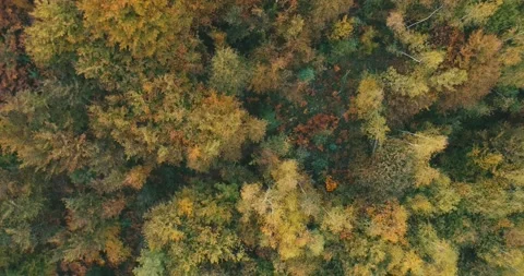 Top view video of a forest road in autumn Stock Footage 231507340