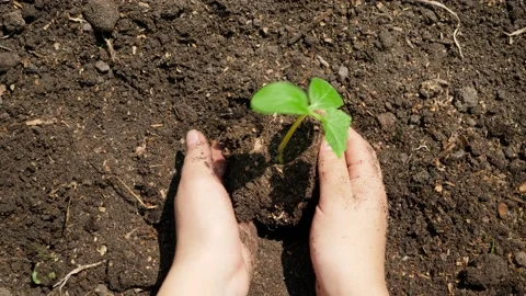 Hands Planting Stock Video Footage | Royalty Free Hands Planting Videos ...