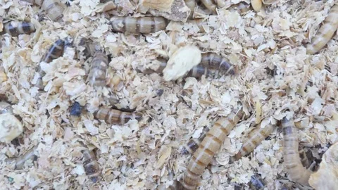 Top view video Meal worms is the common name for the larvae of the beetle 스톡 동영상 89968523