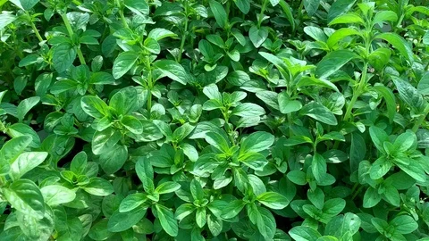 Top view video of organic pepper Mentha plant. Stock-Footage 106616269