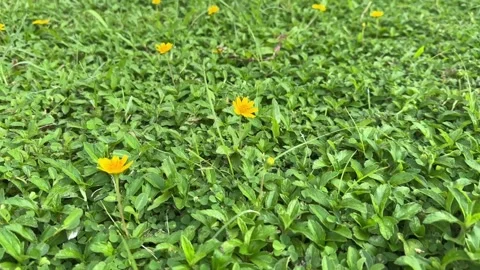 Top view video of small yellow flowers among green leaves Stock Footage 321182382