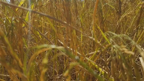 Top view video Yellow Paddy in the field 스톡 동영상 100549037