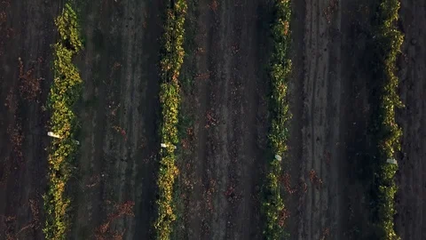 Top view of Vineyard at dawn Video stock 127783106