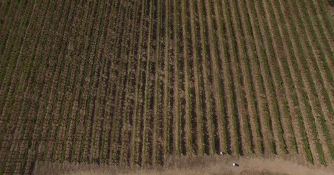 Top view of the vineyards Stock Footage 70289102
