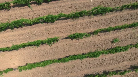 Top up view of vineyards Stock Footage