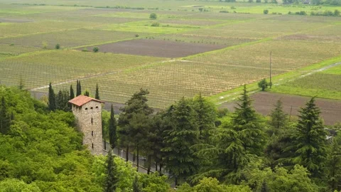 Top view of the Vineyards in Georgia. Stock Footage 107830797