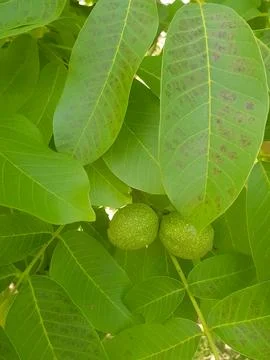 Top view of a walnut seed on a tree branch Stock Photos