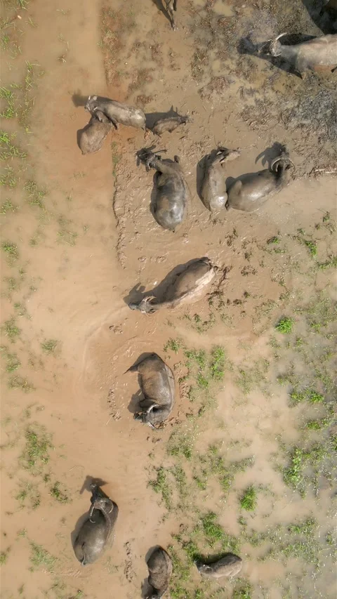 Top View Of Water Buffaloes Bathing In Mud In Agricultural Field, Vietnam Stock Footage 275237213