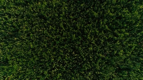 Top view waving green dense trees foliage treetop at natural summer valley Stock Footage 148501454