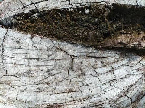 Top view of a weathered grey tree stump surface with natural cracks and a dark Stock Photos
